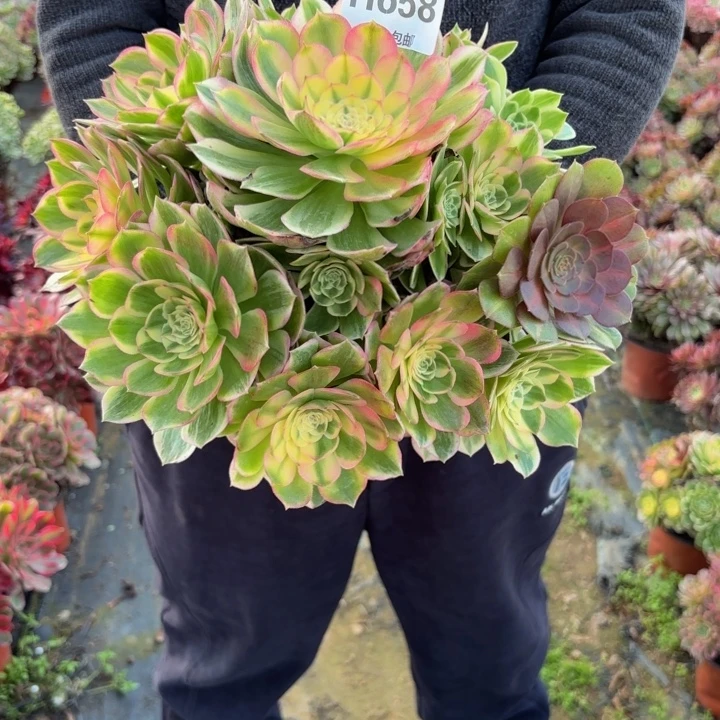 @***)瑞妈，，，。。。658海王