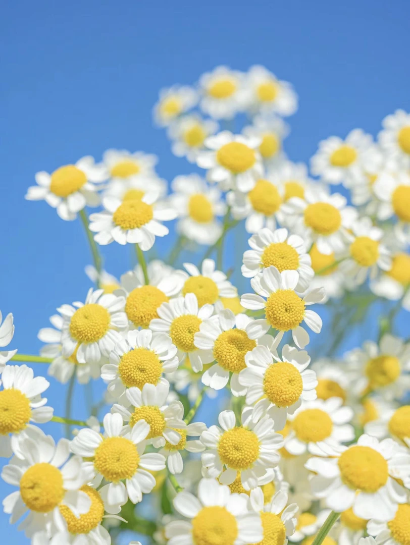 【洋甘菊】【叁叁专属】清新小菊 配花草花 花期长 基地直发批发包邮