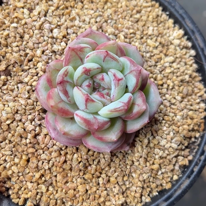 长相思 单头 夏鸣园艺