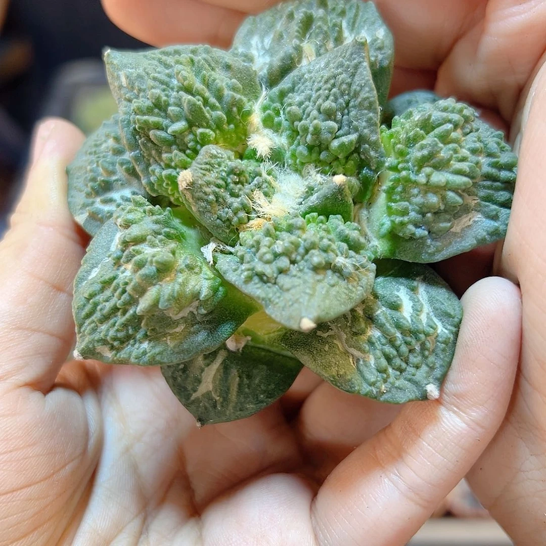 6号自根哥怒8公分