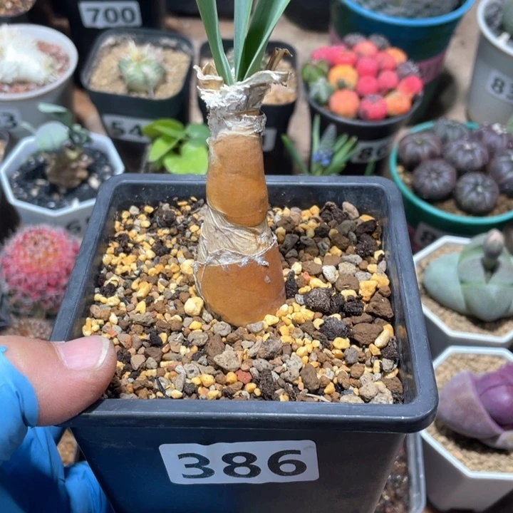 G****生386产地巨凤之卵块根