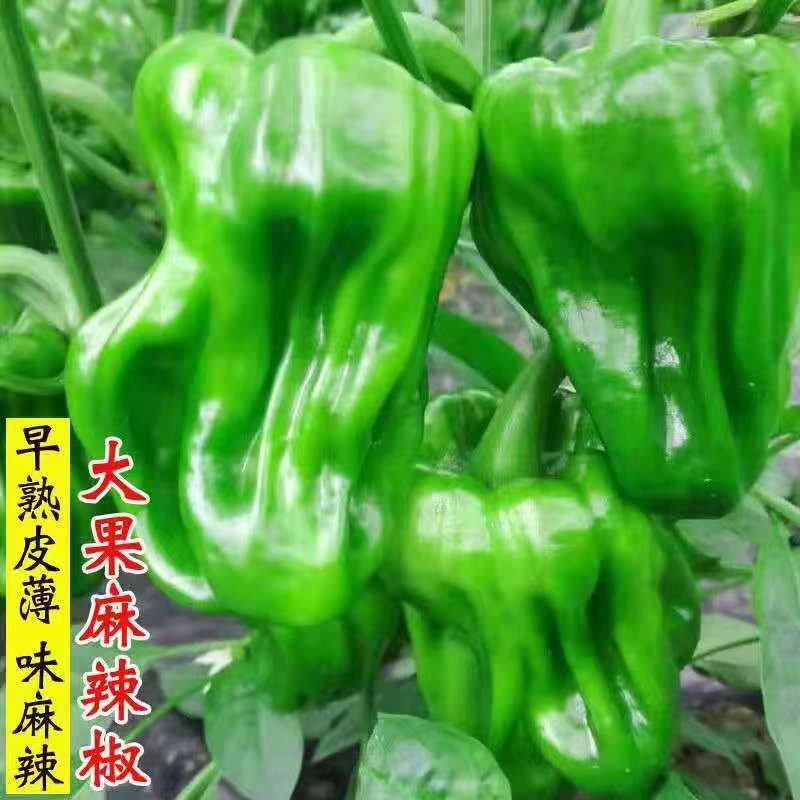 【东北麻辣椒】农家自种当日采摘食用口感清新微辣薄皮辣椒新鲜