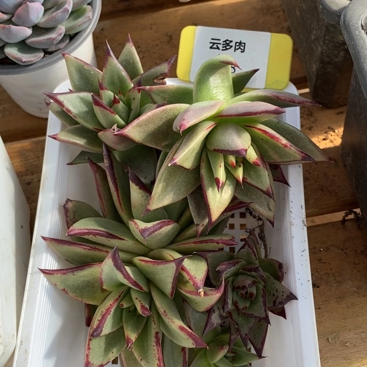 D108- 直播福利 框拍芽乌木