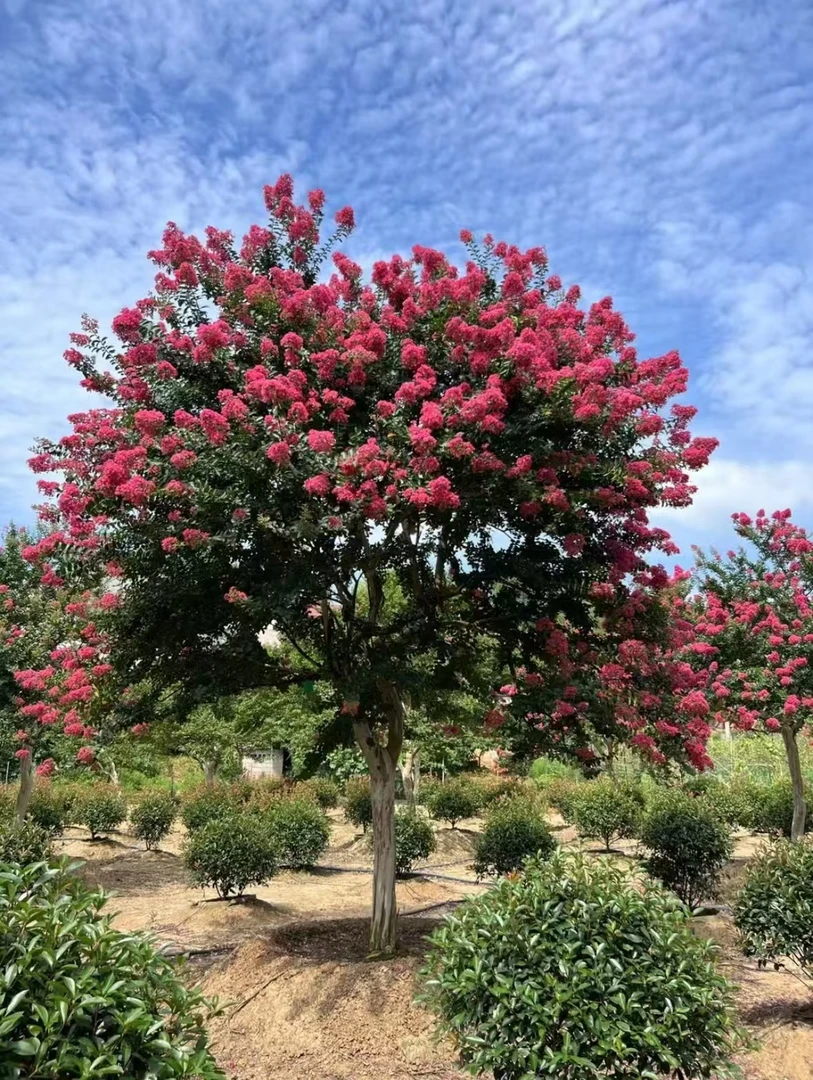 川红老紫薇大放漏（一物一拍，花色以直播展示为准）