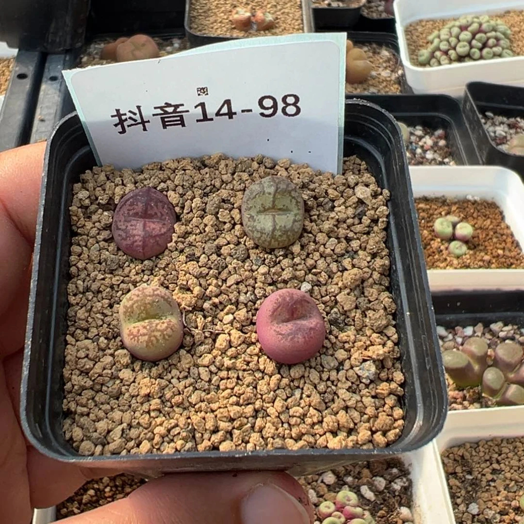 14-98肉锥多肉植物，