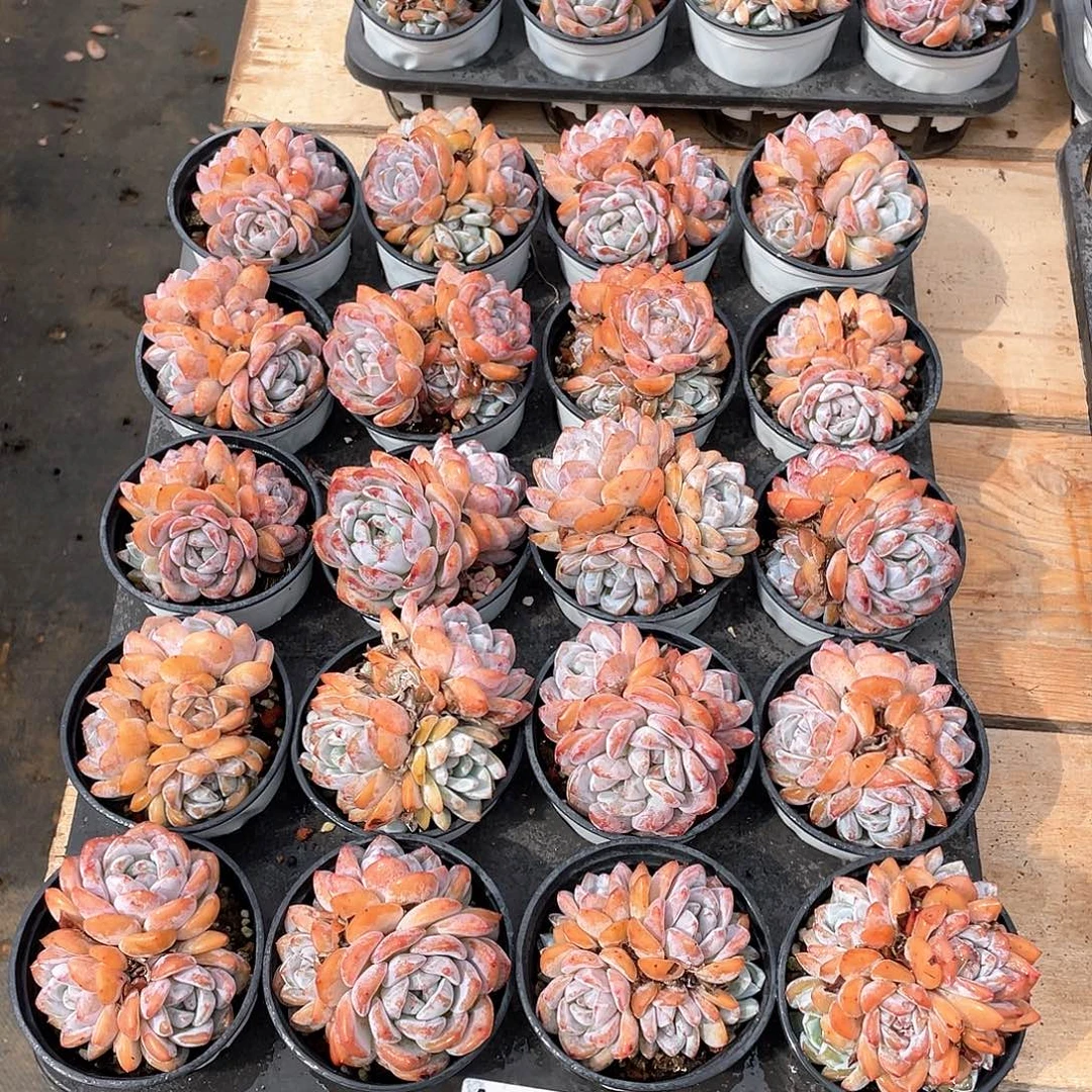 363多肉植物多肉植物