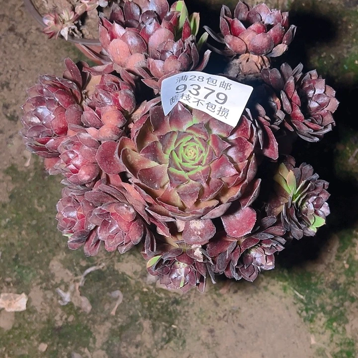 9379黑美人多肉植物