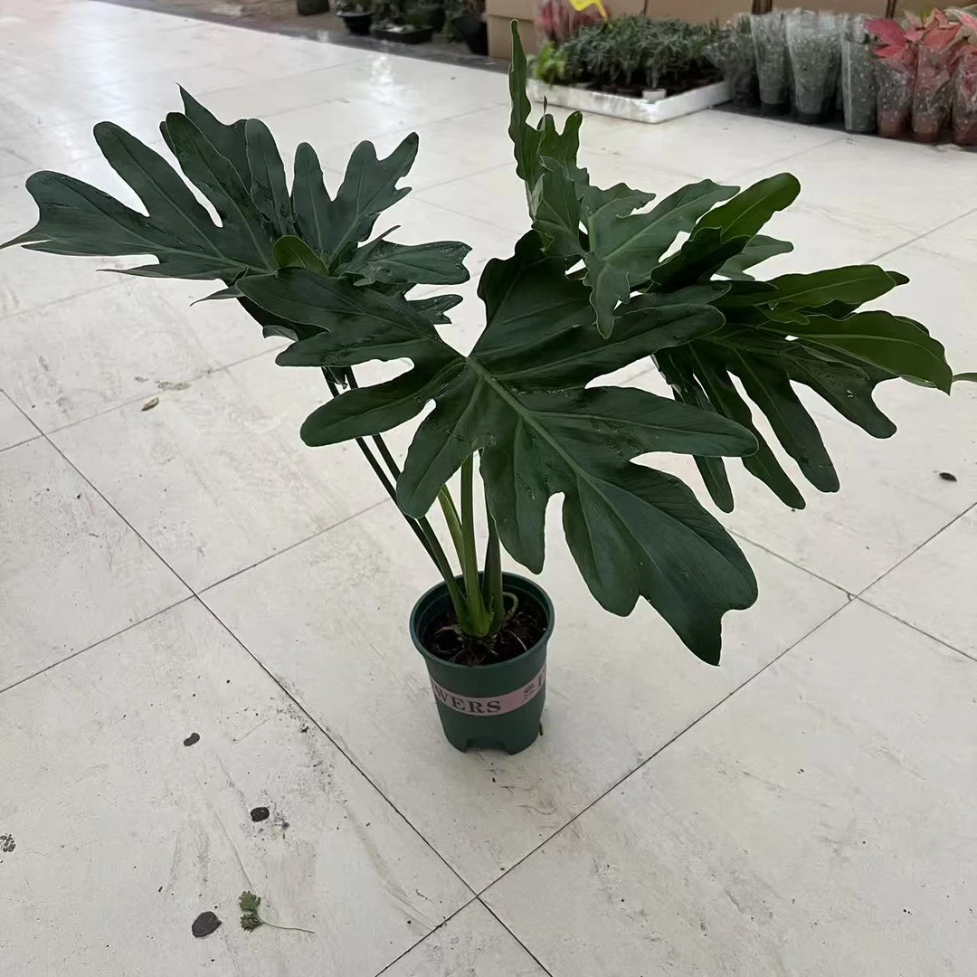 特级老桩春雨盆栽