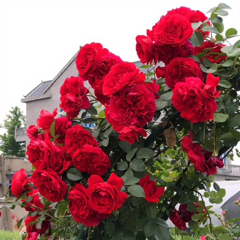 弗洛伦蒂娜-顺丰发货-藤本月季花苗多季可藤可灌庭院阳台花