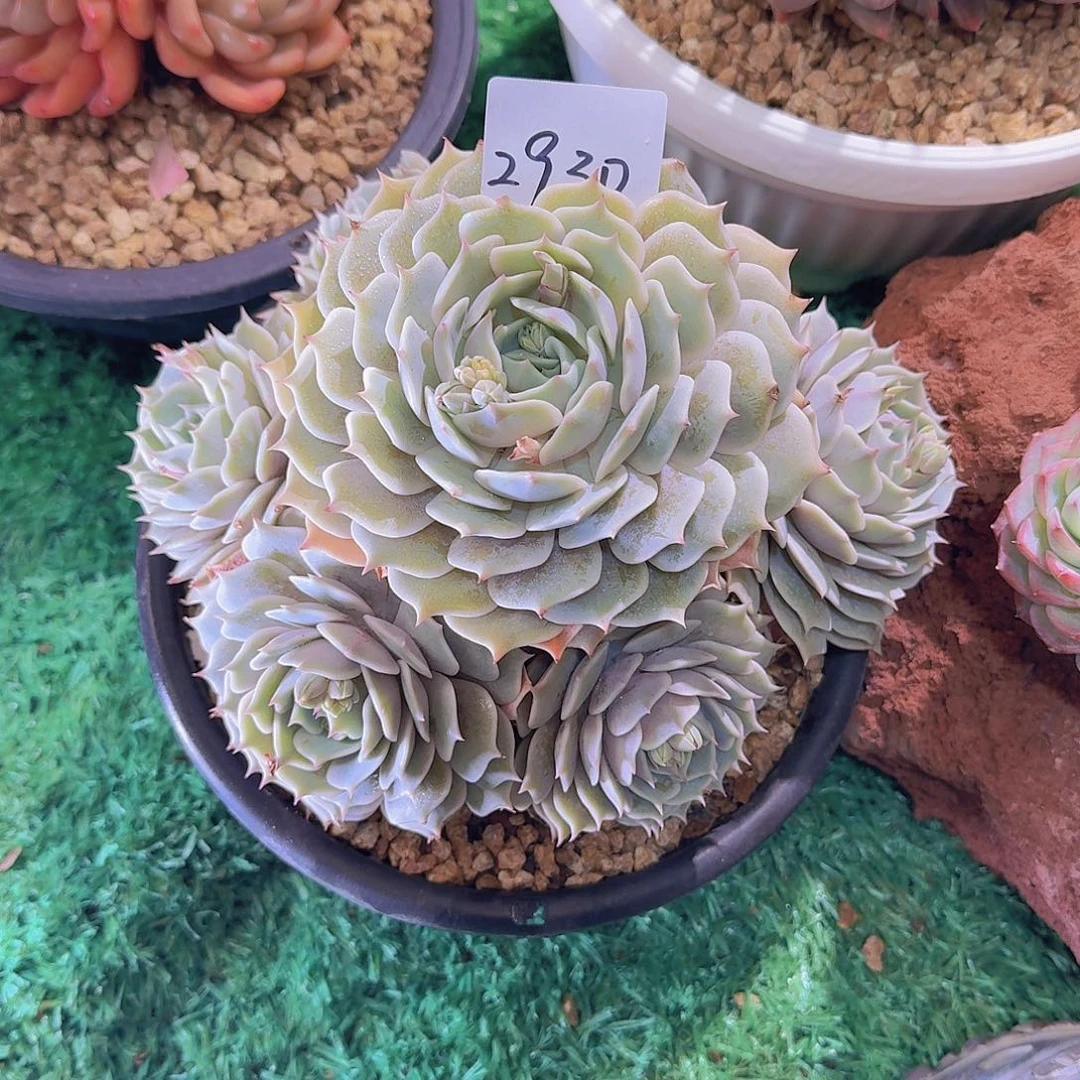 地**使2930露那林多肉植物