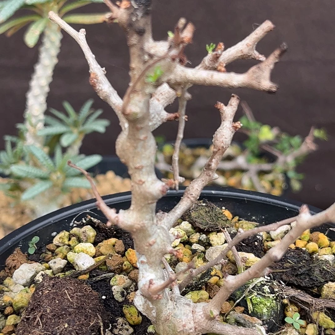 汤圆植物念珠橄榄