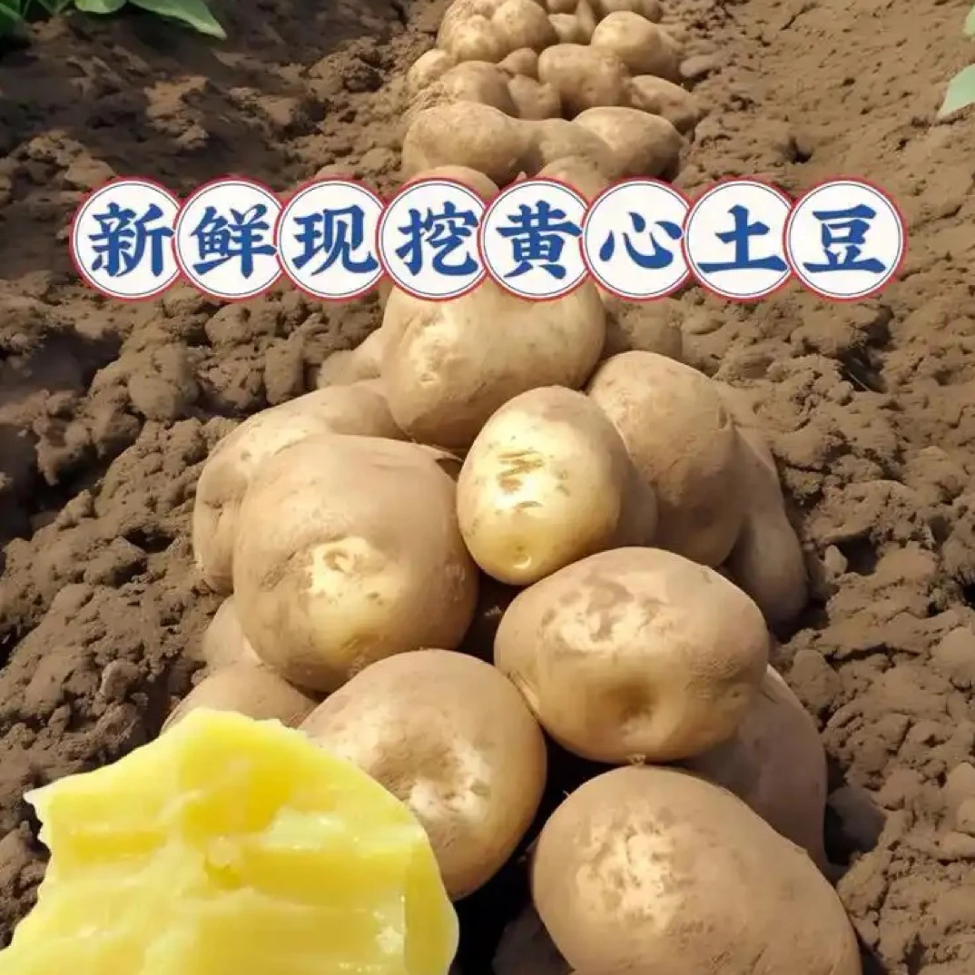 【贵州晴儿专属】贵州老品种洋芋黄皮黄心土豆农家肥种植粉糯好吃