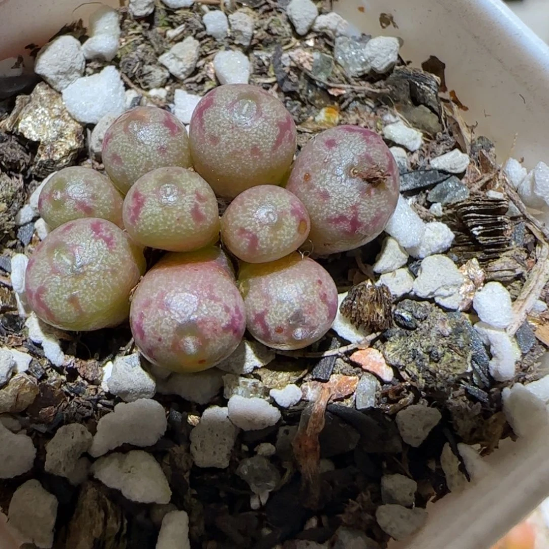 肉锥多肉植物百科5-小M、487