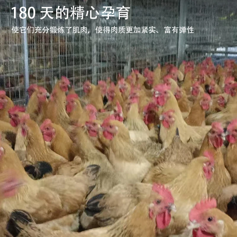 海南文昌椰子鸡新鲜现宰现发 包冰率不含冰