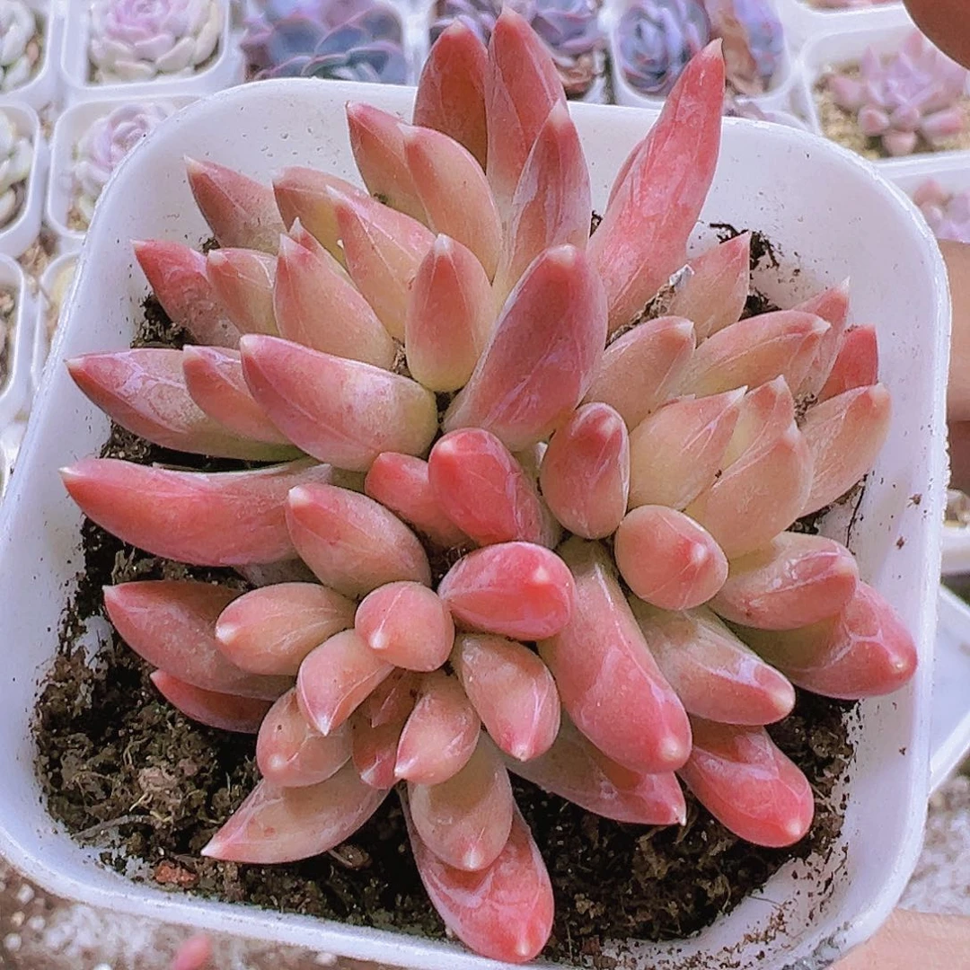 炫彩星19包邮多肉