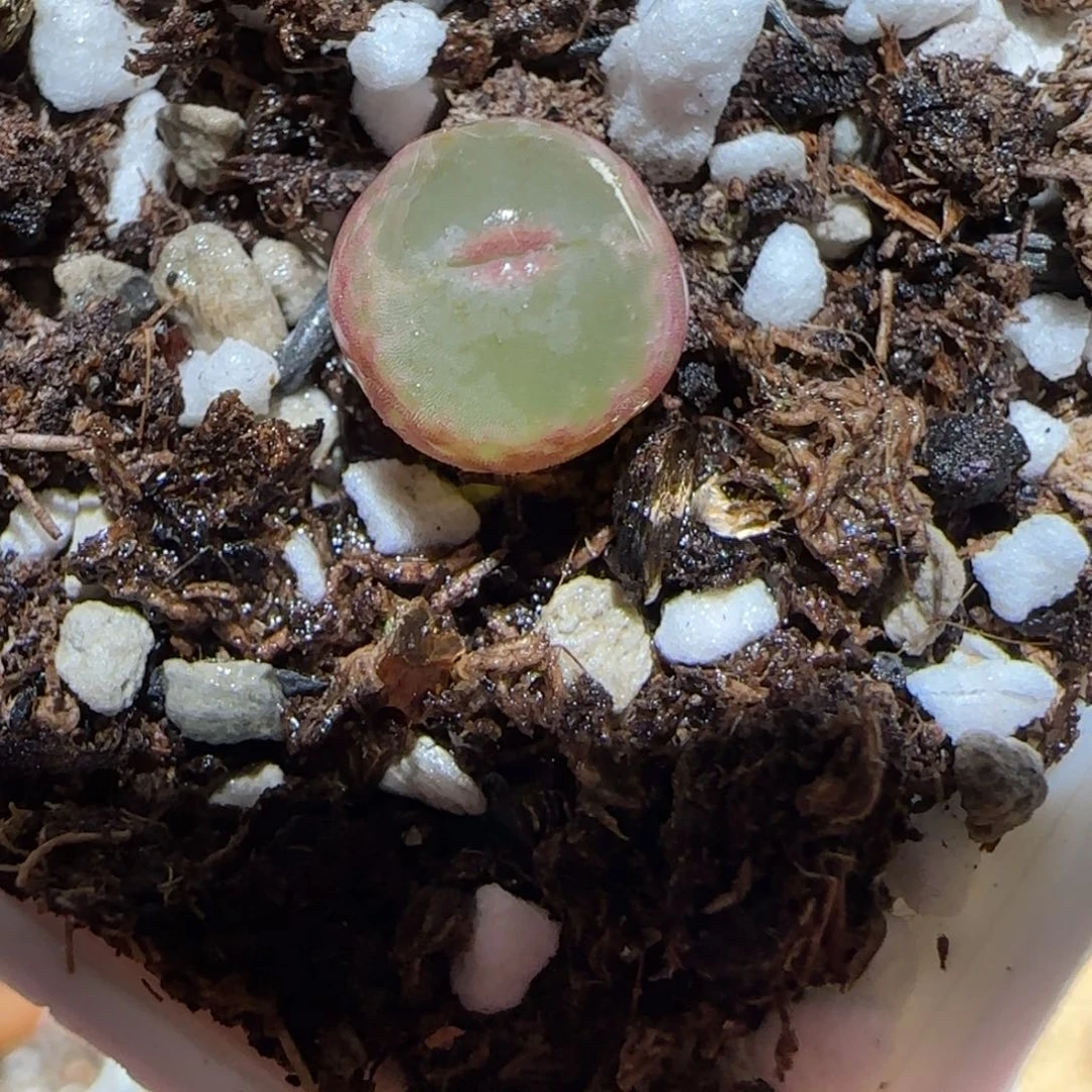 肉锥多肉植物百科5-安格569