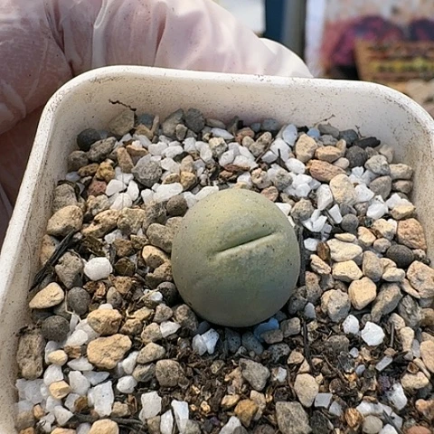 2958丑鹅母本脱土发货