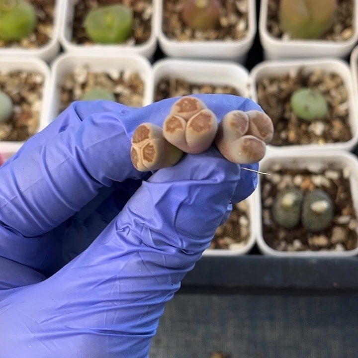 脱土发，满28包邮。红窗菊奔三颗