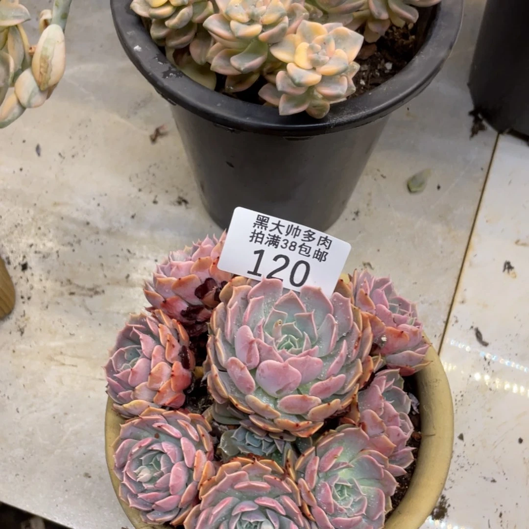 黑大帅多肉120天赐