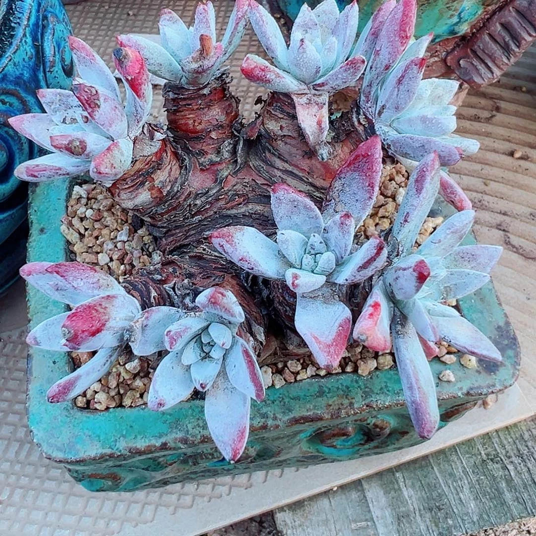 9049流丹海瑟仙女杯