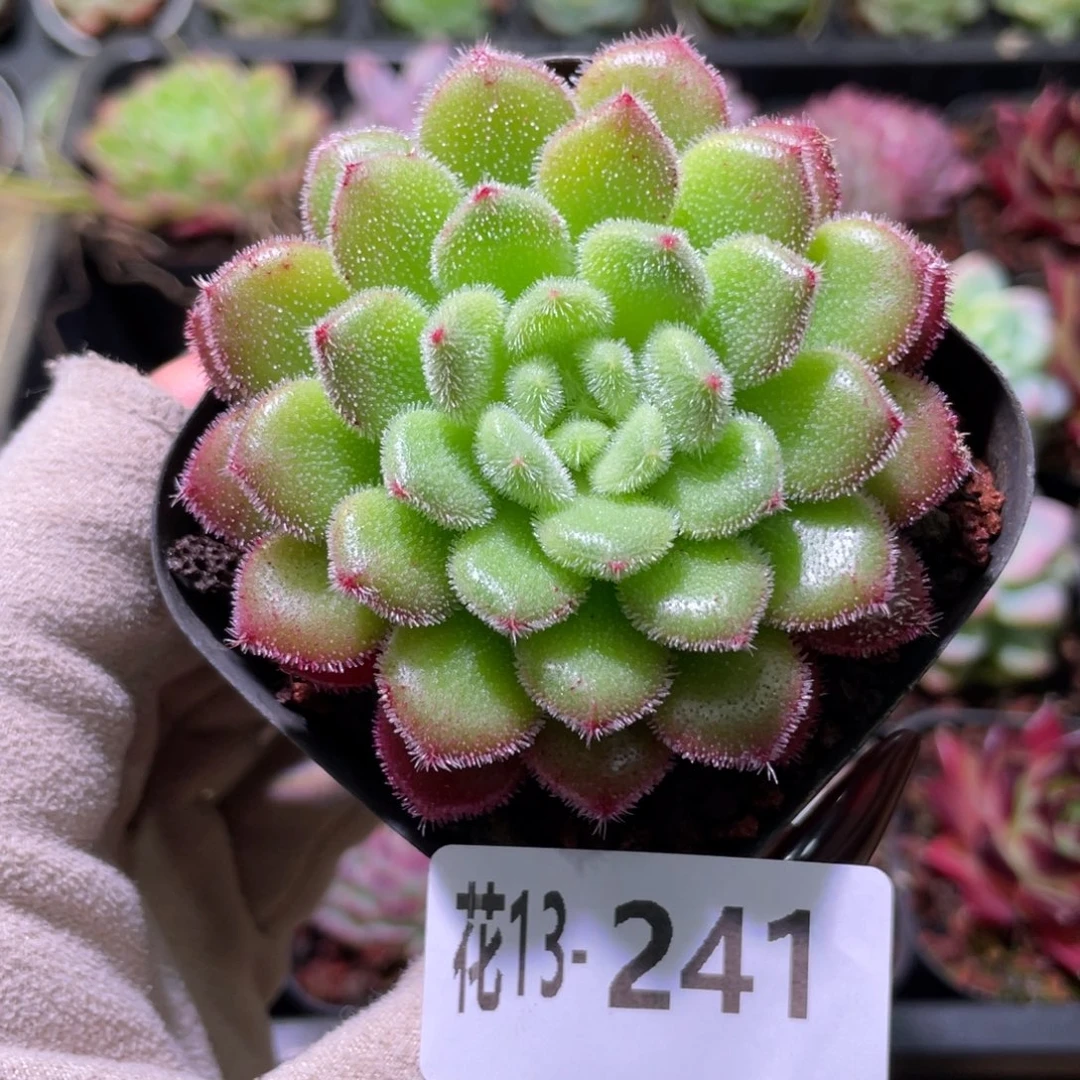 花利美13-241卡罗尔