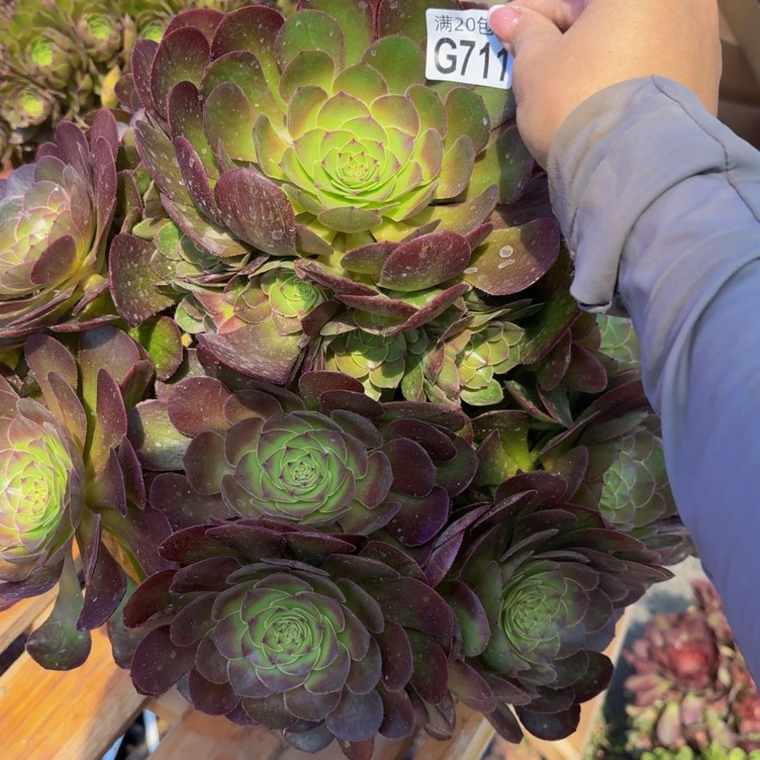 无花朵711多肉植物捧花的