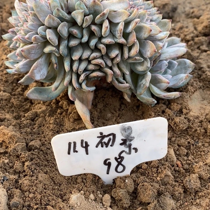 福多多花卉园艺星影