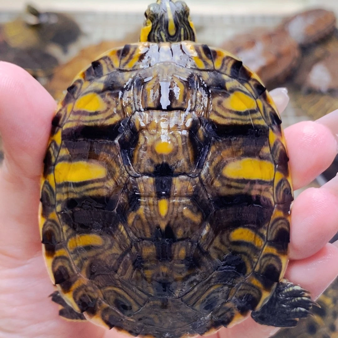 不分公母宠物龟7公分大水滴宽纹黄耳公