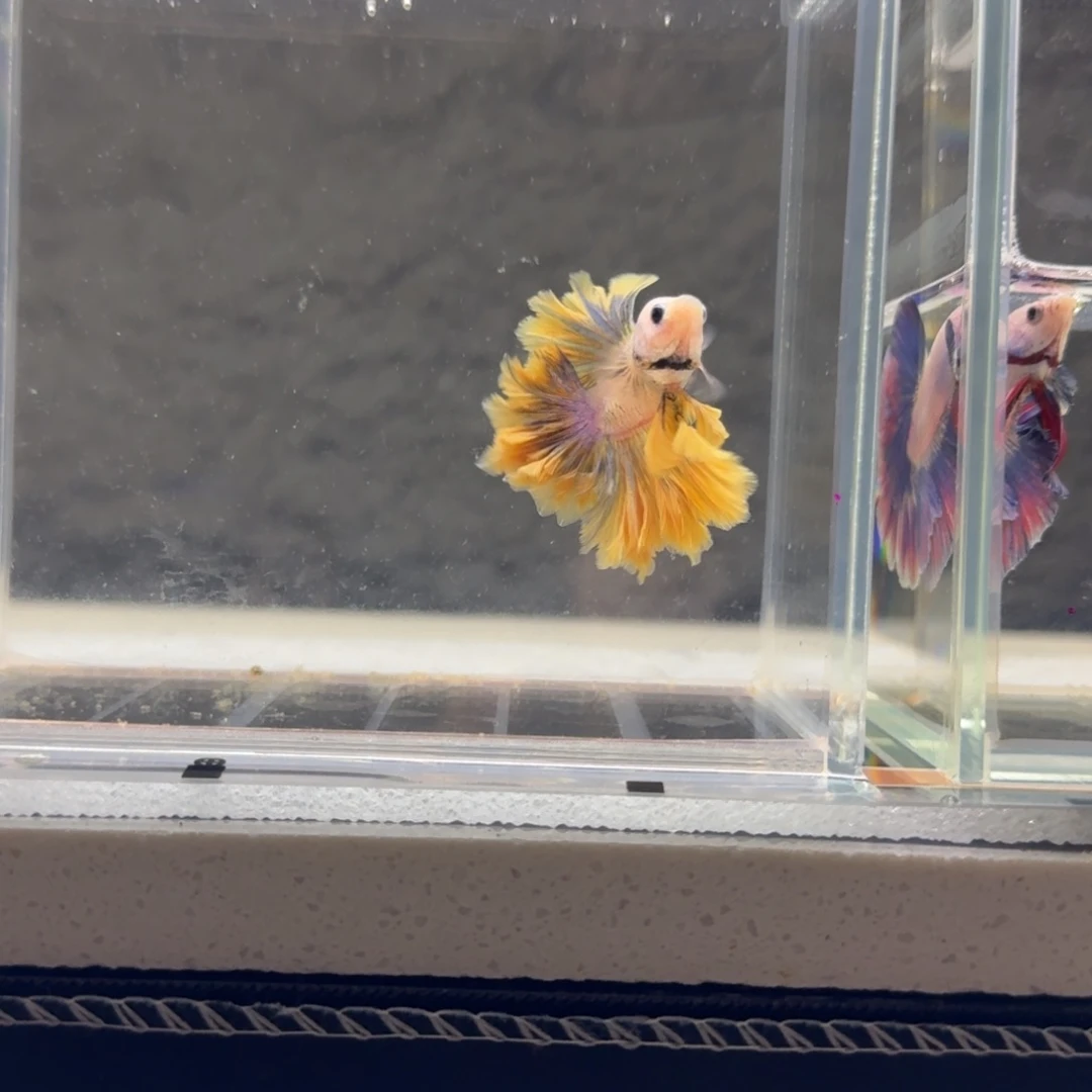 李***涵斗鱼泰国半月斗鱼