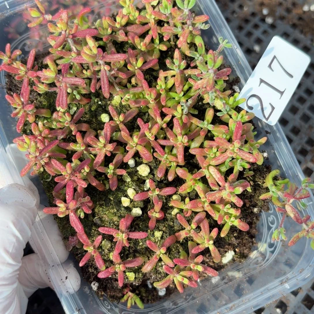 多肉植物多肉植物217