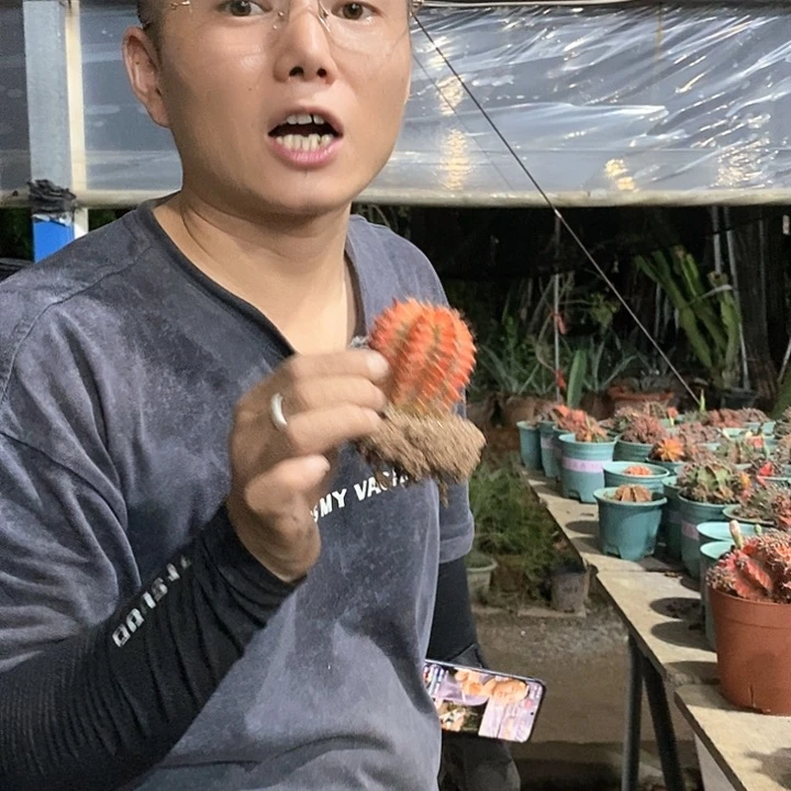 养****开23号。 绯牡丹锦