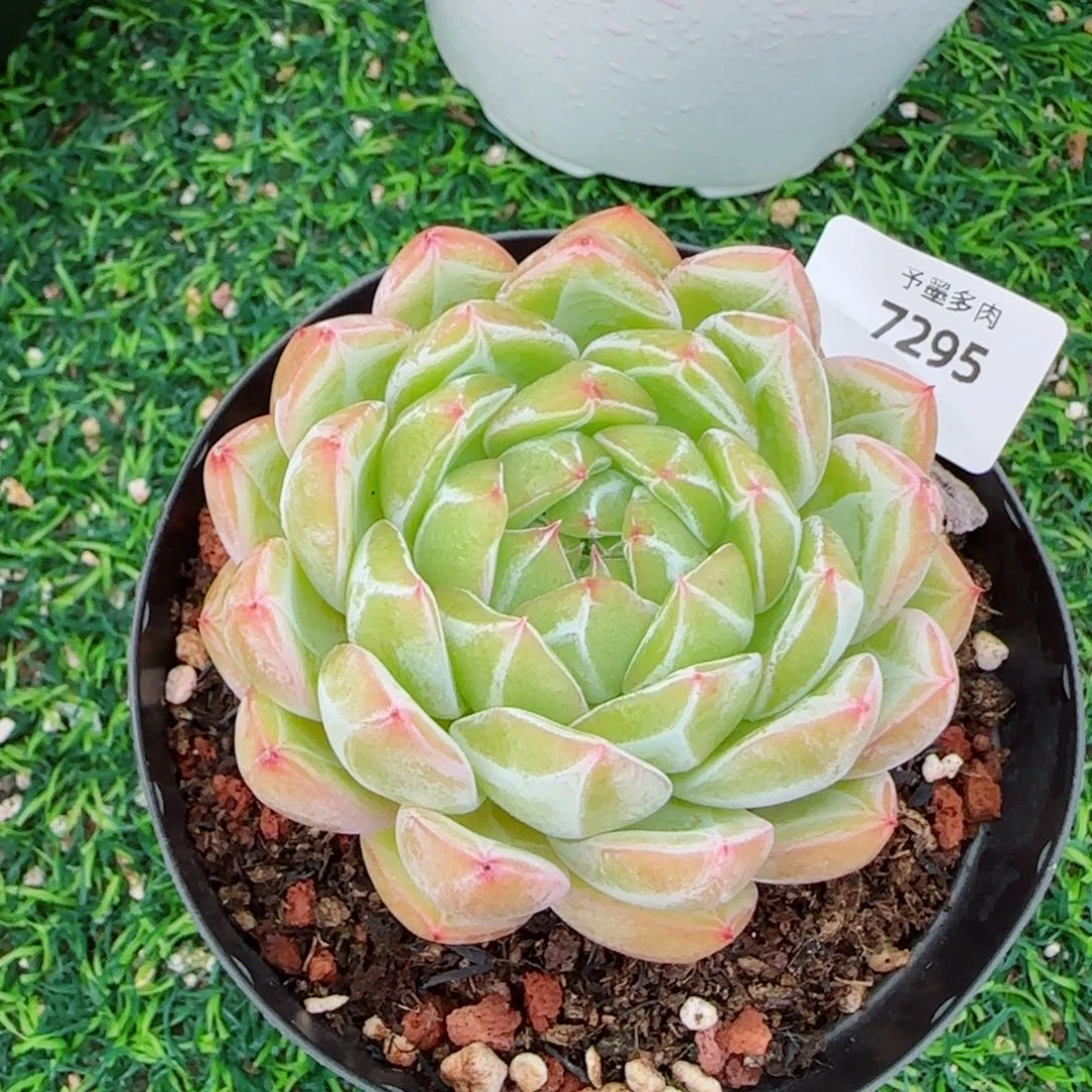雪花珍妮，7295多肉植物