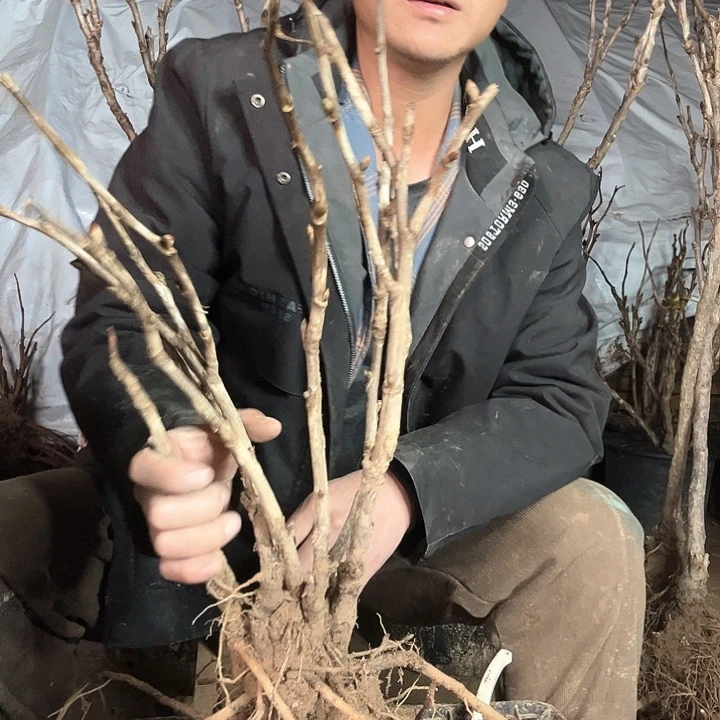 当前无花栽培后可以开花平湖