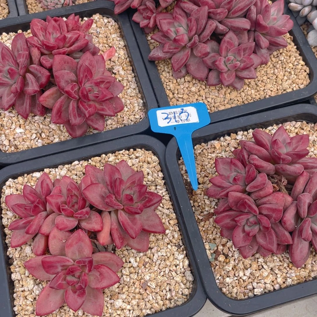 1031-3-双十一赫菲四头群一颗量拍