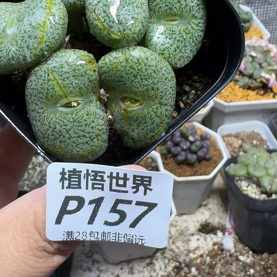 多肉植物的人生ghjj