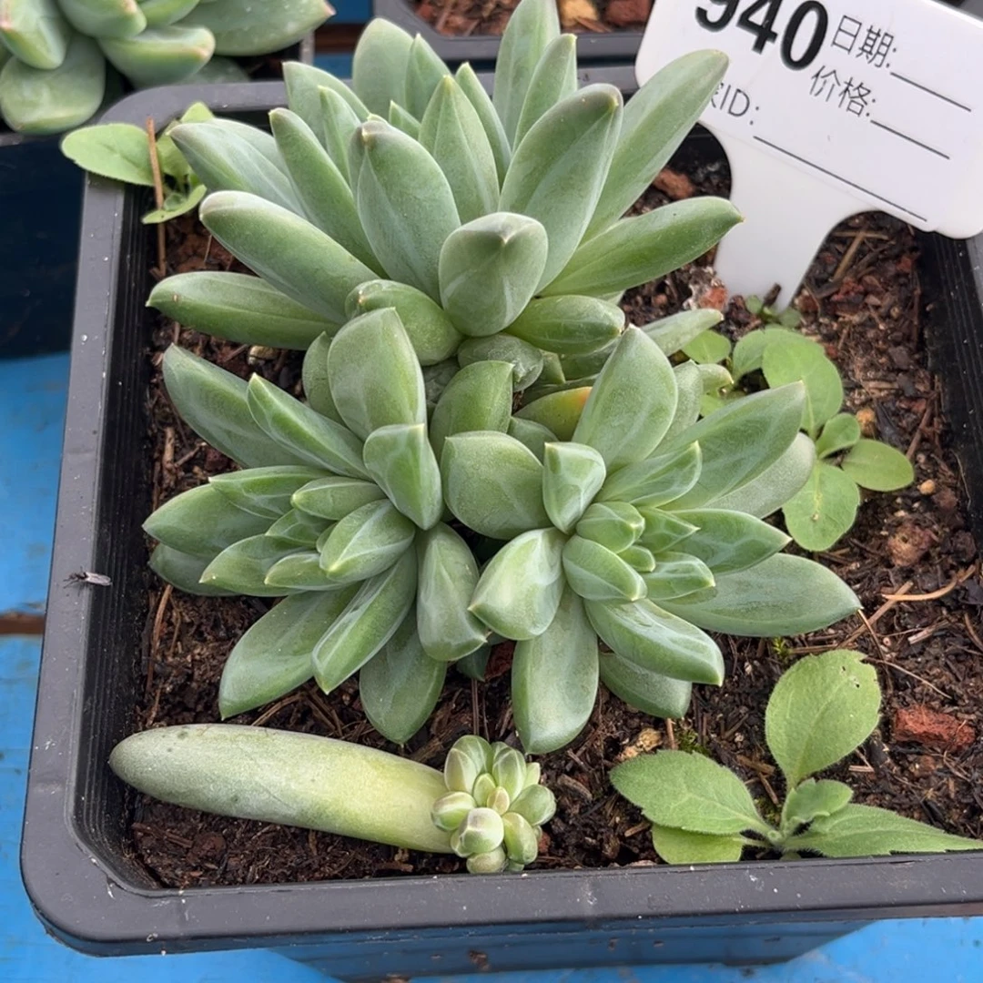 美人系多肉植物940