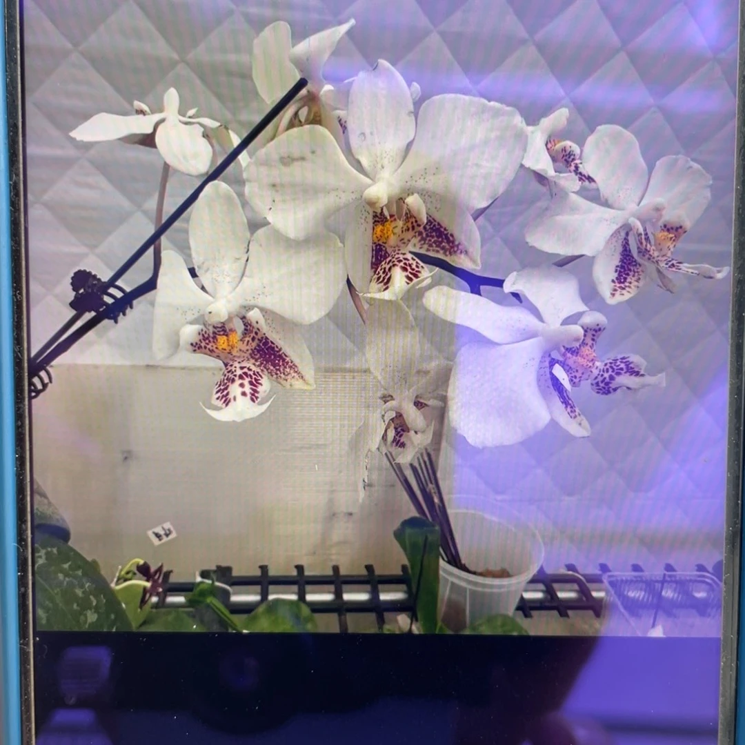 当前无花栽培后可以开花白史兄弟交，2.5杯苗1棵
