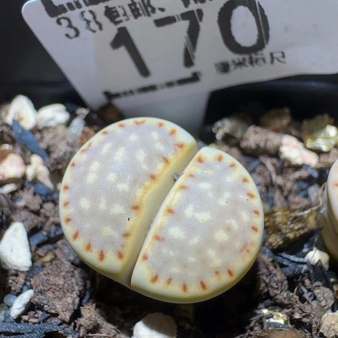 Ssss精品生石花170