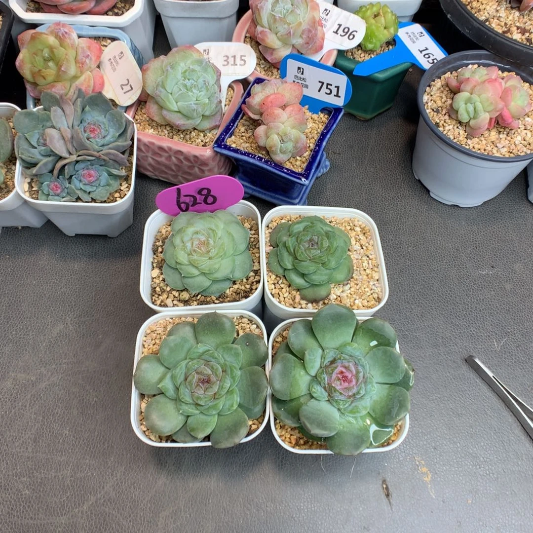 蒲***英628 甜心一组多肉