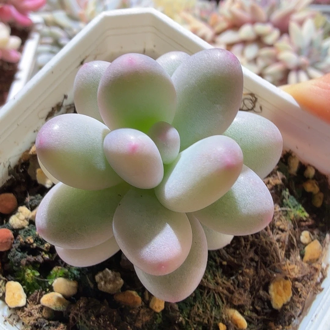 奶酪锦，多肉植物。