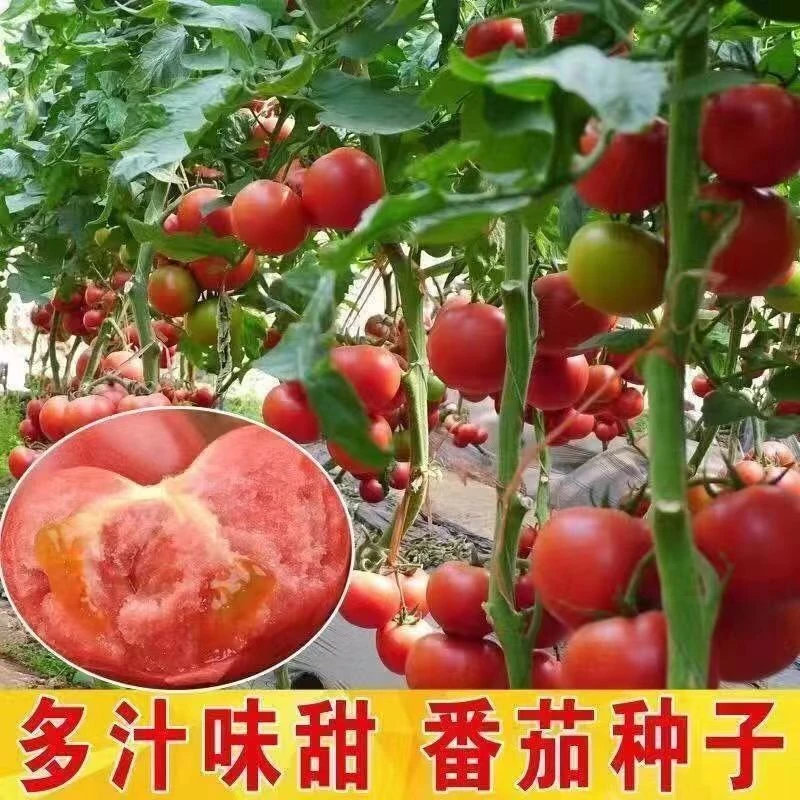F044/F168白果强丰西红柿种子成熟西红柿正宗番茄籽盆栽四季沙瓤