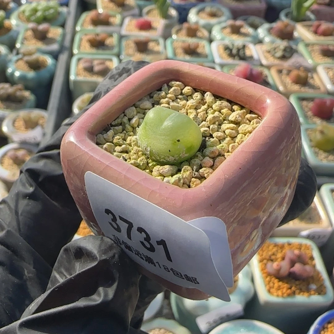 3731--一物一拍 带盆