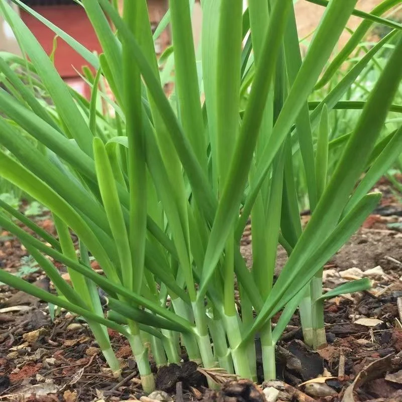 汉中韭种子耐热耐寒耐干旱蔬菜种子庭院阳台小院四季种植割茬高产