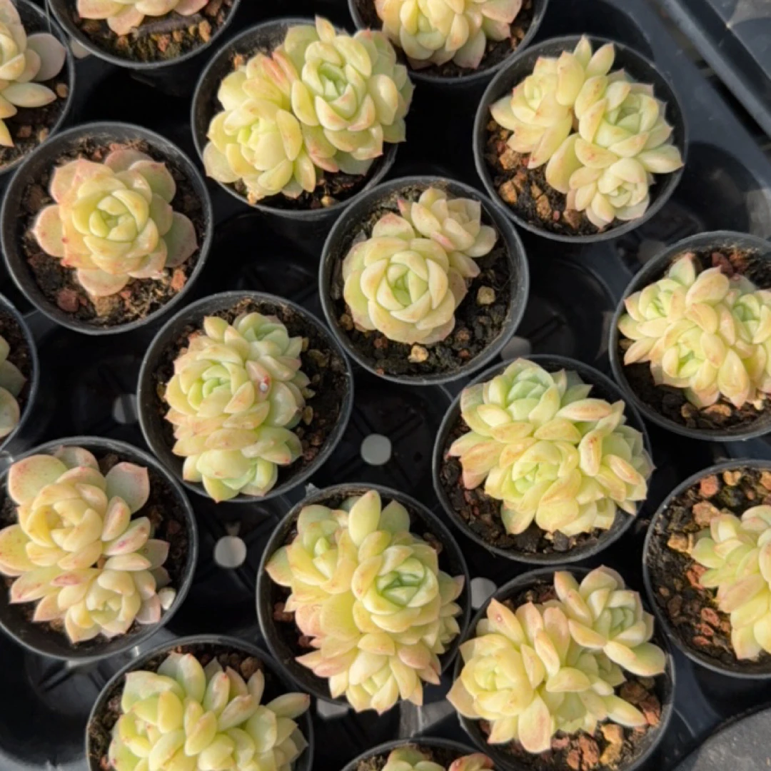 谪仙甜心 多肉植物 满28.8元包邮非偏远