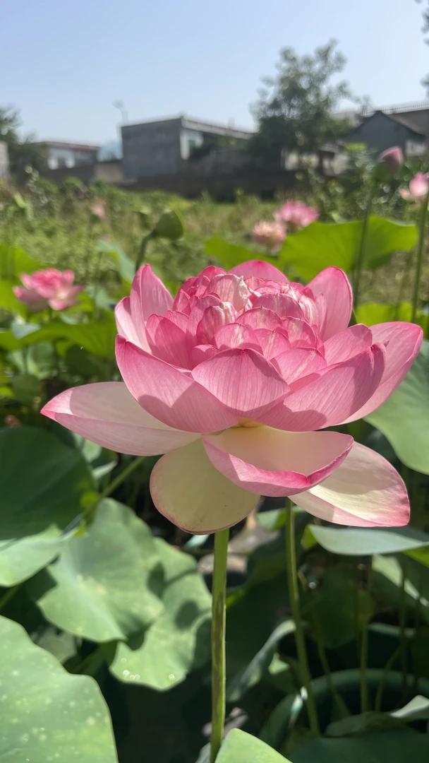 大型荷花：上官婉儿