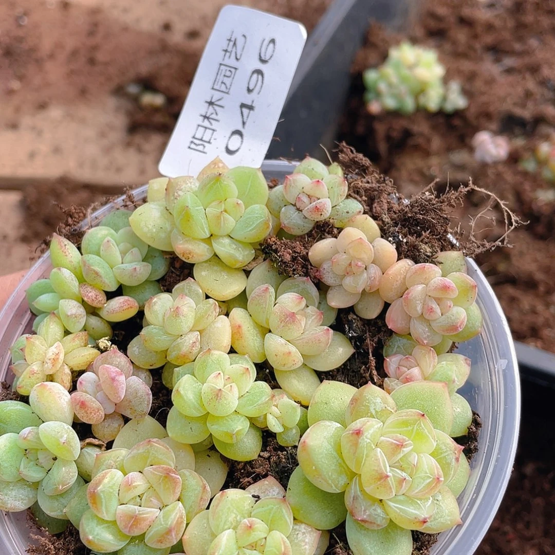 多肉植物多肉植物496