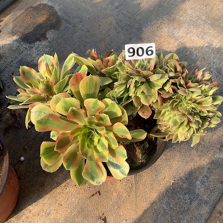 多肉植物维娜缀906号