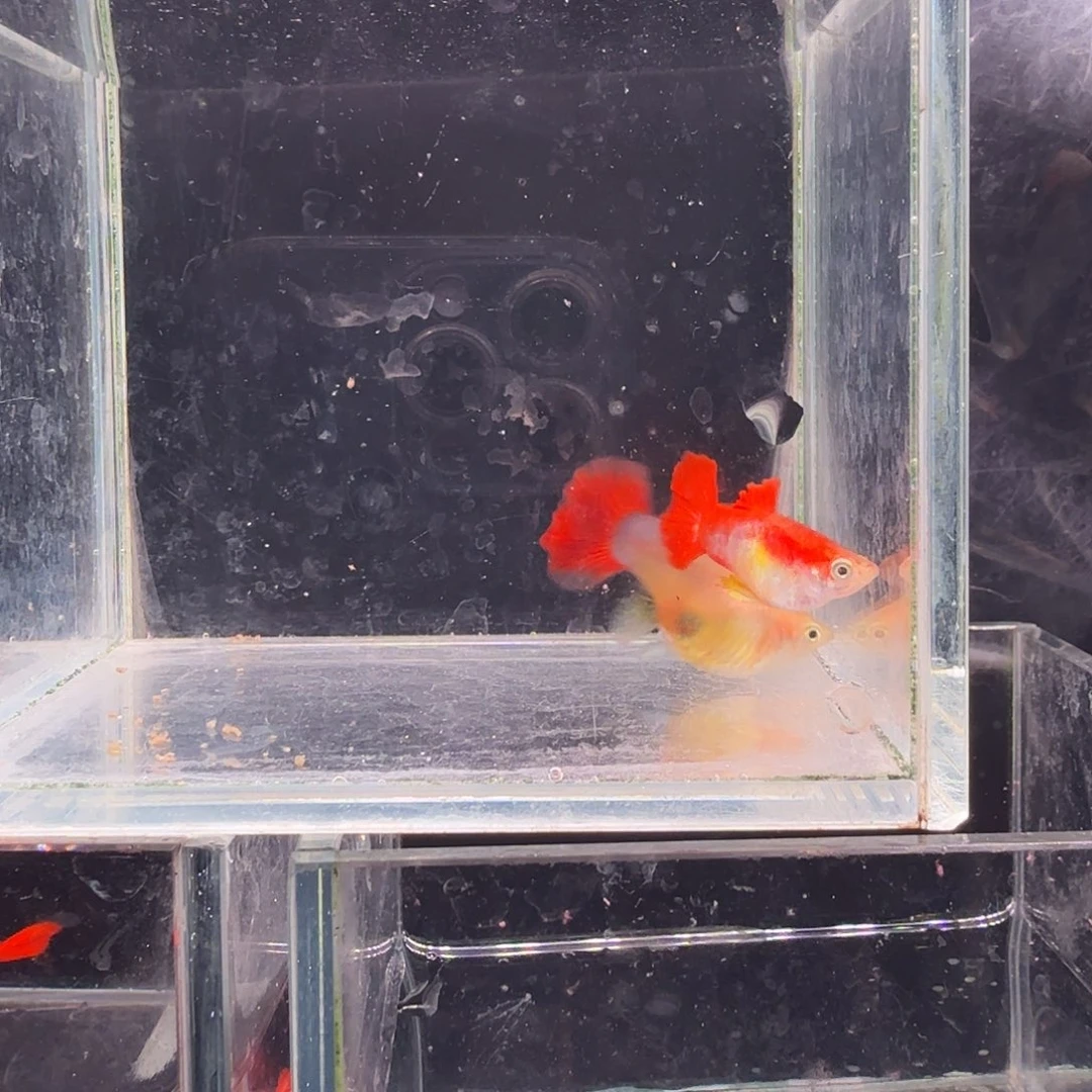 孔雀鱼黄爆球1对孔雀鱼