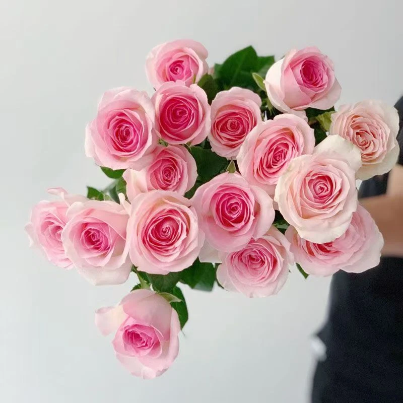 【桃红雪山】店铺福利 一件包邮，满2件送配花 买满5件送玫瑰