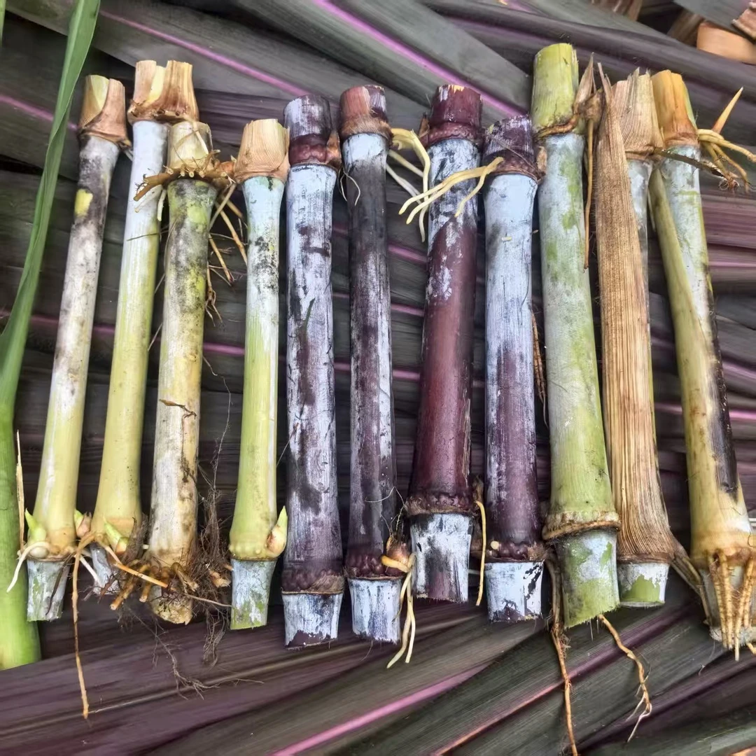 无绒毛甜象草3号红象草金华粮草植物盆栽绿植花卉